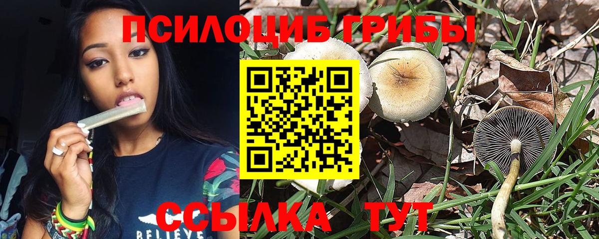 Псилоцибиновые грибы Cubensis Протвино